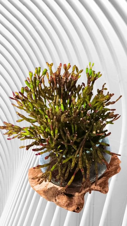 Blown glass on wood with the plant Rhipsalis as an open plant terrarium
