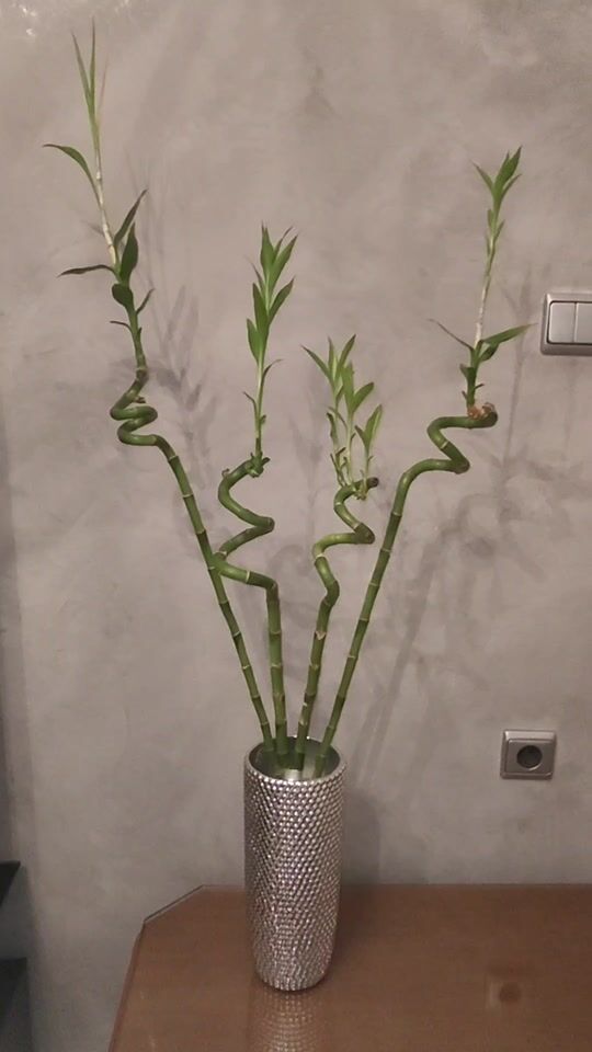 Plante de interior din bambus - Frumoase și ușor de întreținut?