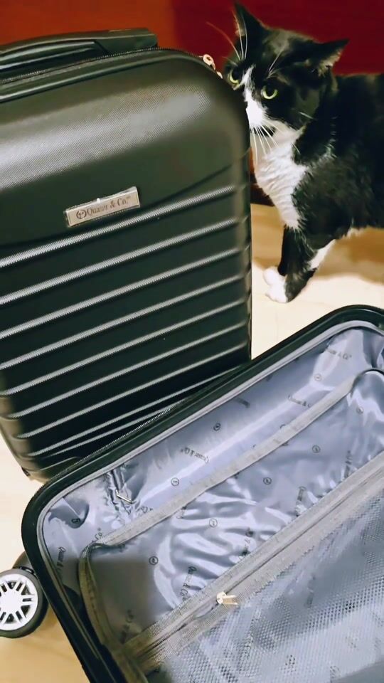 Unboxing my new luggage set 🧳 cat-approved & cat-proof