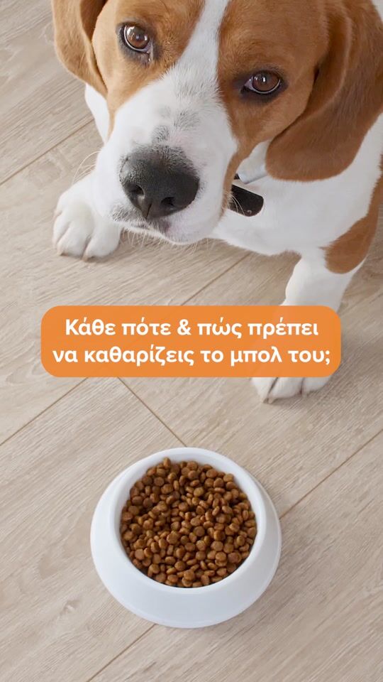 Happypet Chevron Κεραμικό Μπολ Φαγητού & Νερού για Σκύλο SM σε Γκρι χρώμα 400ml