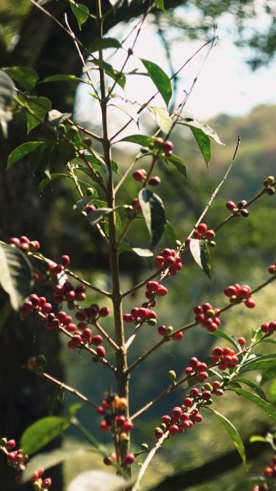 Everything about coffee from Guatemala ☕