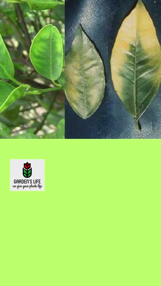 Magnesium supplement for plants (GREEN LEAF)