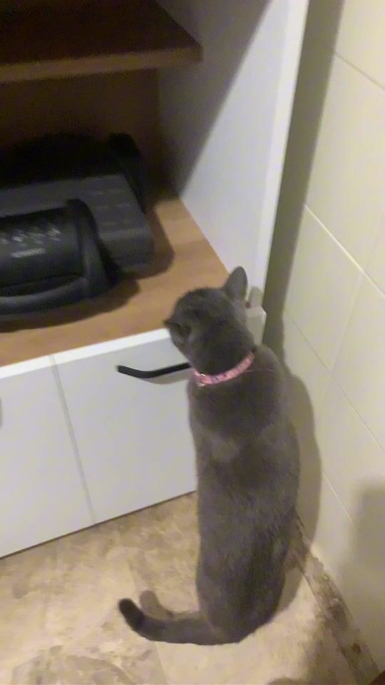 Pisica noastră Bruno iubește noul dulap!