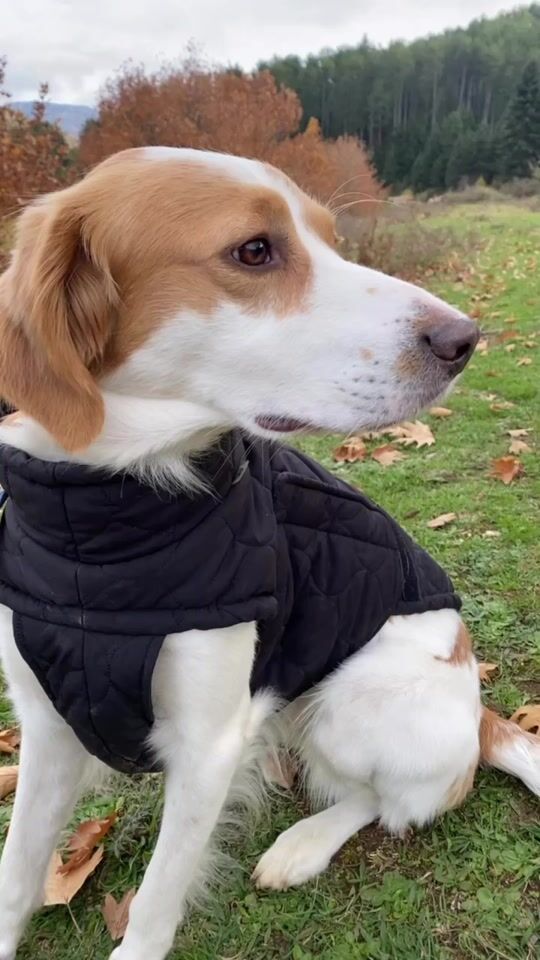 Mergi cu jacheta perfectă pentru câine de culoare neagră, mărime medie