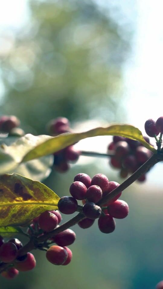 Everything about coffee from Costa Rica! ☕