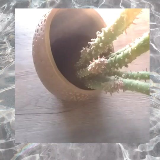 Deco dream: Σφυρήλατα κεραμικά με ζωντανά φυτά